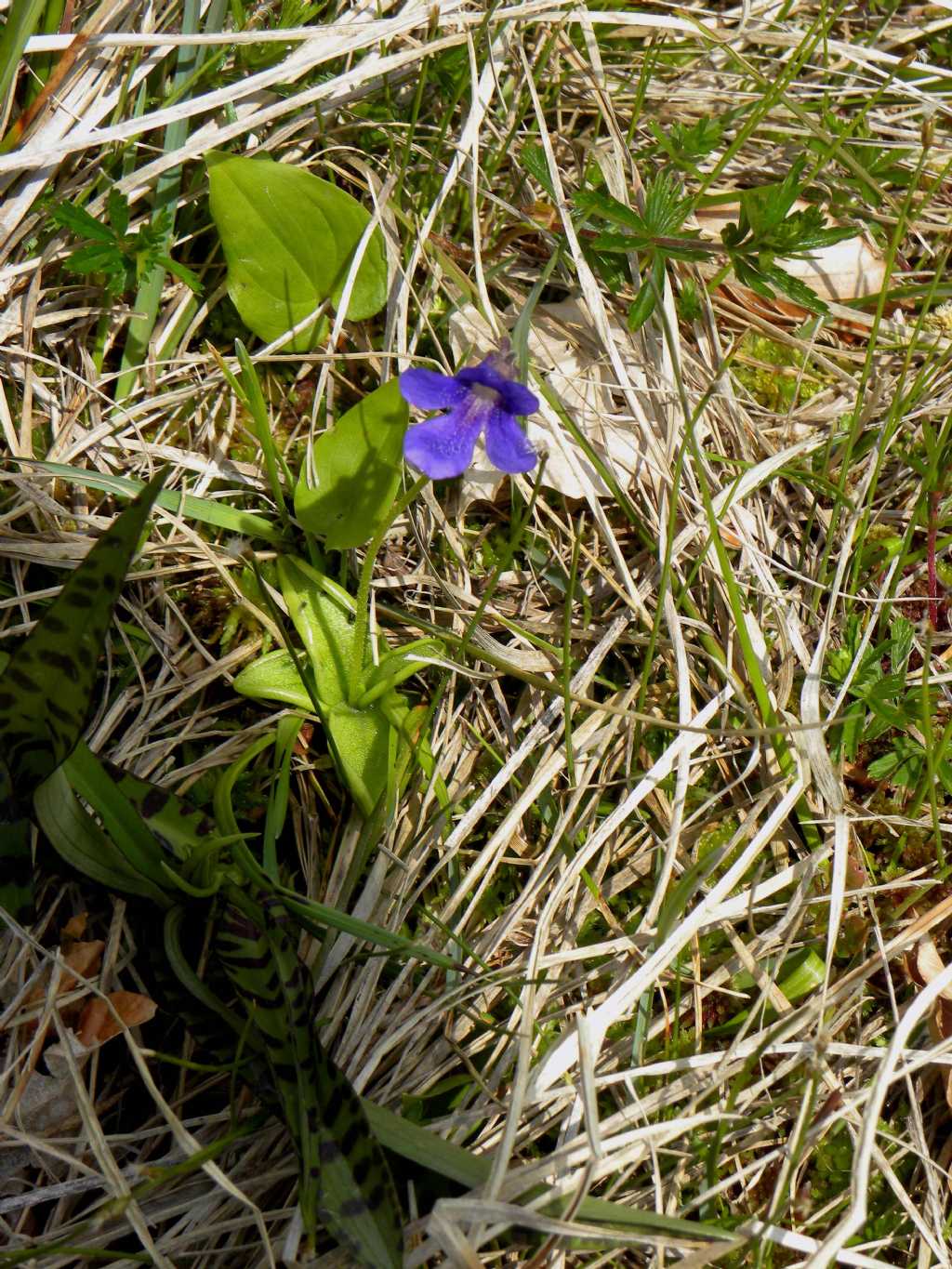 quale Pinguicula?